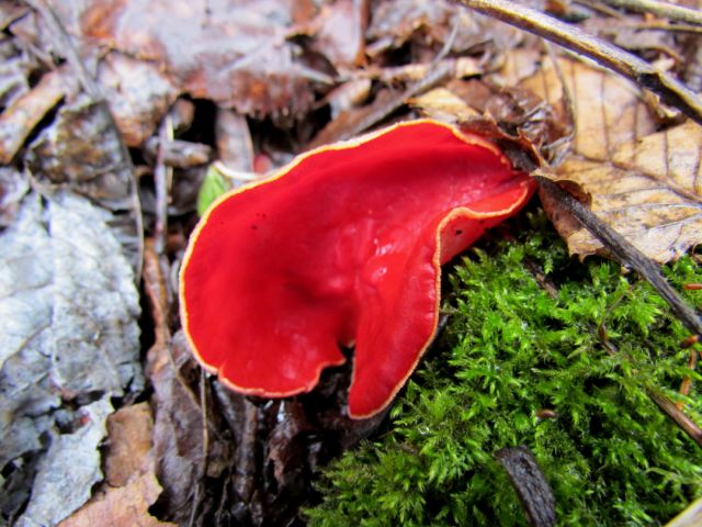 Benichawan-take (Scarlet-Colored Mushroom)