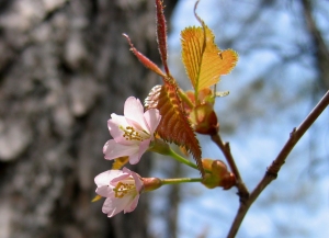 Mine-zakura (Japanese Alpine Cherry)