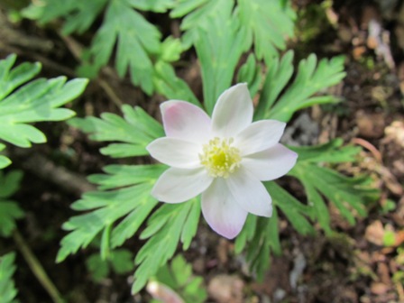 Nirinsou with an Abnormal Number of Petals