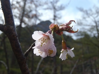 Takane-zakura