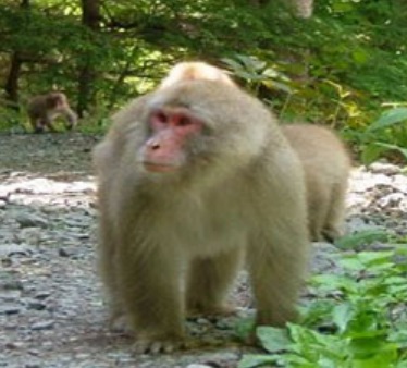 Japanese Macaque Monkey