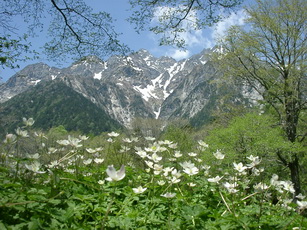 Nirinsō Flower (Anemone flaccida)