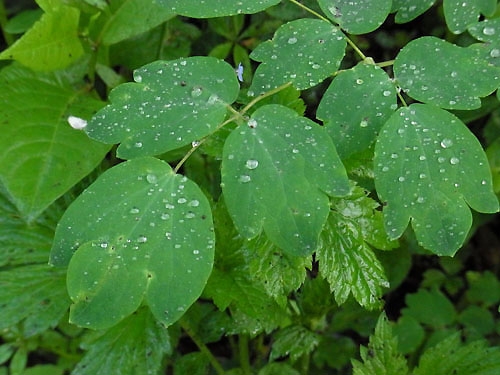 Raindrops Beading Up on Karamatsu-sou Leaves