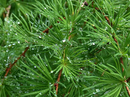 Raindrops Glistening on Karamatsu Needles