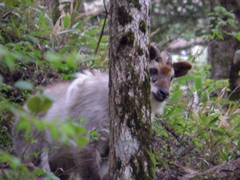 Kamoshika Hiding Behind a Tree