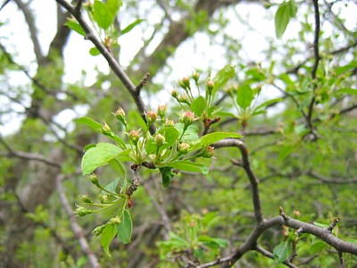 Konashi Blossoms