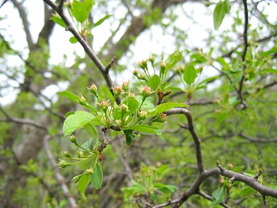 Konashi Blossoms