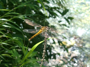 Aki-Akane Dragonfly (Known as Aka-Tonbo)