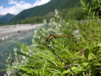 Aki-Akane Dragonfly (Known as Aka-Tonbo)