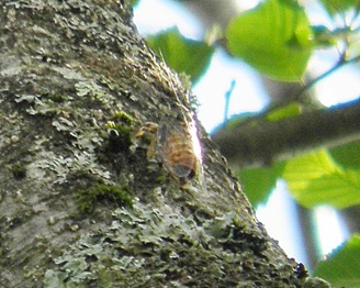 The Distinctive Sound of Japanese Cicadas Brings With the Feeling of Summer