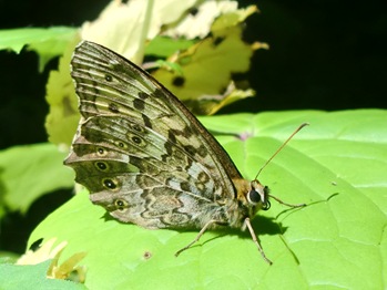 Yama-Kimadara-Hikage Butterfly