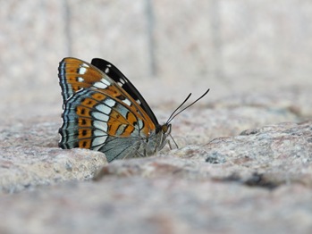 O-Ichi-Monji (Poplar Admiral Butterfly)