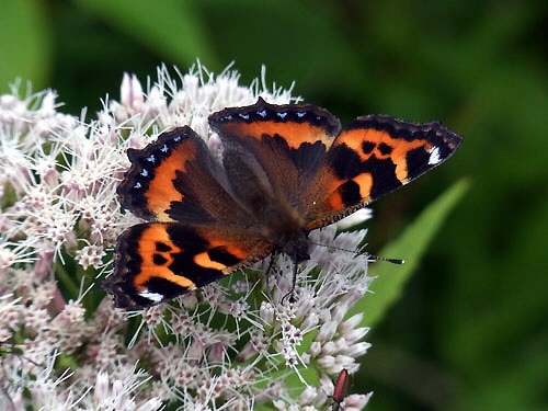 A Kohiodoshi Butterfly Sitting on a Flower