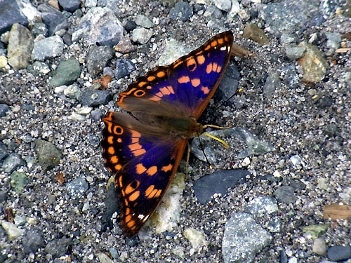 A Komurasaki Butterfly on the Bank of a River