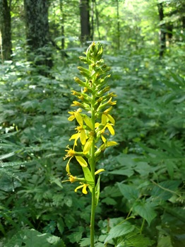 Beautiful Yellow