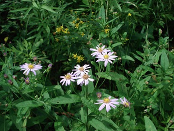 Nokongiku Flowers