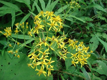 Hangonsou Flowers