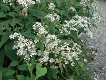 White Gomana Flowers