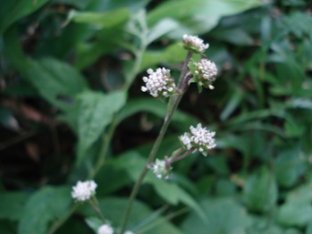 Nobuki Flowers