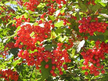 Ripe Berries of the Season