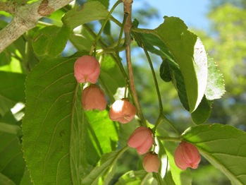 Yumoto-Mayumi Soon to Bear Fruit