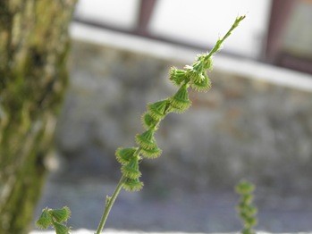 Burrs on a Kin-Mizu-Hiki Plant