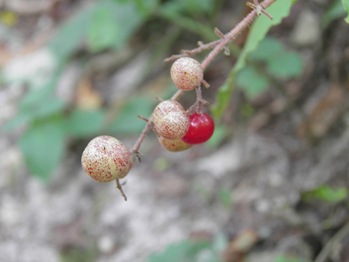 Maizuru-sou Berries Ripening