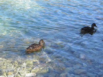 Mallard Ducks Swimming in the Clear Water