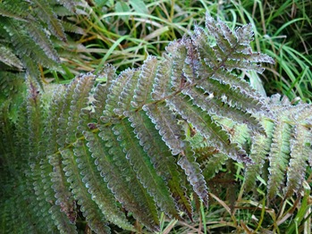 A Frosty Fern