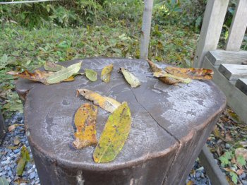 Fallen Leaves Resting on a Stump