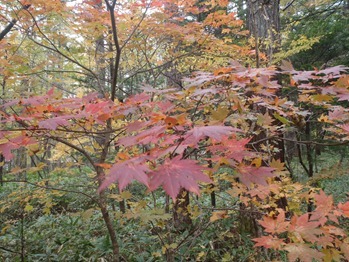 Red and Orange of a Japanese Maple