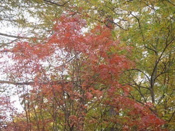 Red Colors of a Japanese Mountain Ash