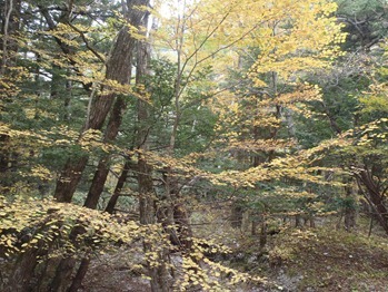 Yellow of a Japanese Elm