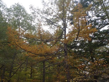 Japanese Larch Needles Turning Yellow