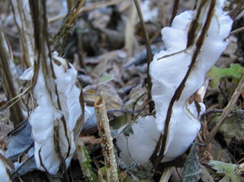 Ice Columns