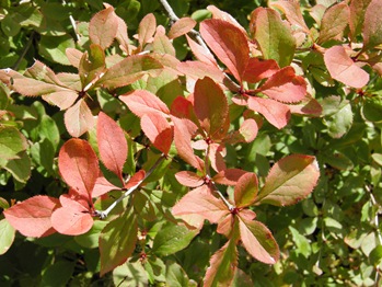 Hiroha-Hebi-Noborazu (Japanese Barberry Bush) Turning Red