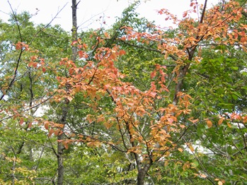 Harunire (Japanese Elm) Standing Out