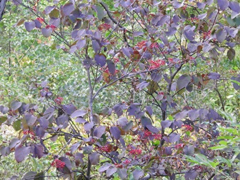 Ookame no Ki (Viburnum Shrub) Turning Purple